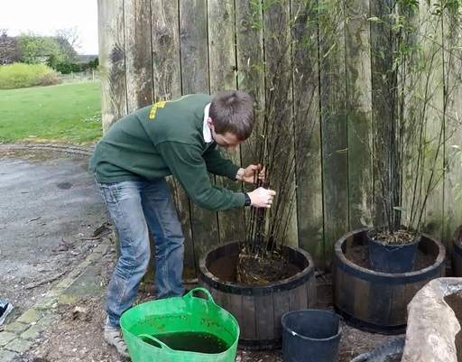 Putting bamboo in container